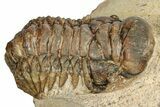 Bargain, Crotalocephalina Trilobite - Foum Zguid, Morocco #250070-1